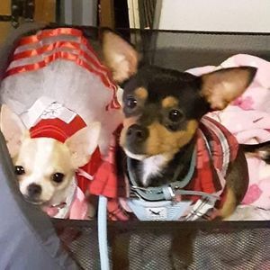 Meet your Posher, Roxanne